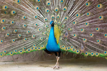 Obraz premium Peacock with beautiful feathers, close-up of peacock