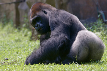 Lowland silverback gorilla in the forest