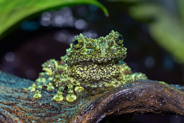 Mossy frog on a tree log