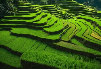 Peaceful Landscapes of a Lush Terraced Rice Fields in a Beautiful Hilly Area