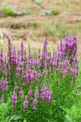 Obraz premium 夏のミソハギ