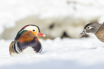 Pair Mandarin duck (Aix galericulata) in winter