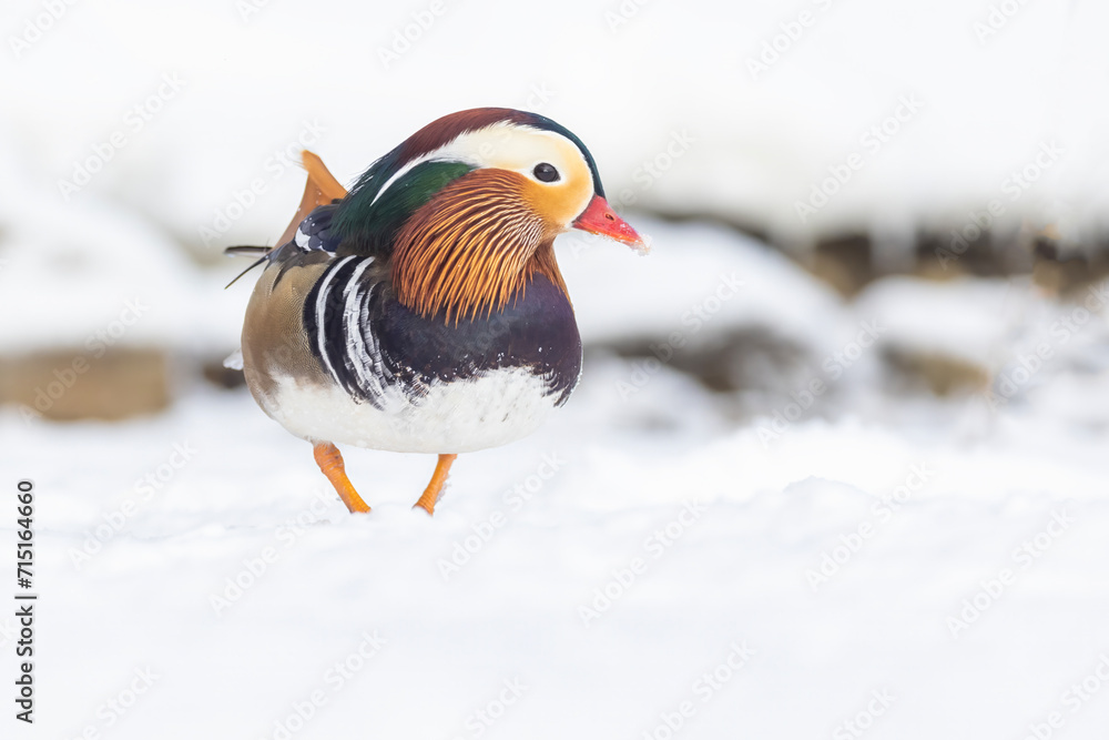 Canvas Prints Male Mandarin duck (Aix galericulata) in winter - Canvas Prints