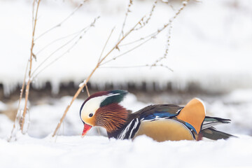 Male Mandarin duck (Aix galericulata) in winter