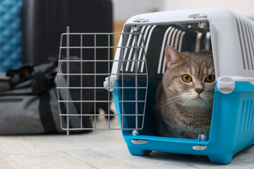 Travel with pet. Cute cat in carrier indoors