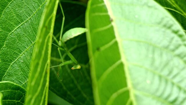 The young Giant Asian mantis (Hierodula tenuidentata) in the leaves of the tree. The video was taken in Kazakhstan in the summer of 2023.