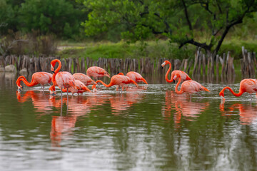 Morning Ballet: Pink Flamingos' Graceful Feast at San Crisanto, Yucatan