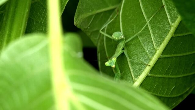 The young Giant Asian mantis (Hierodula tenuidentata) in the leaves of the tree. The video was taken in Kazakhstan in the summer of 2023.
