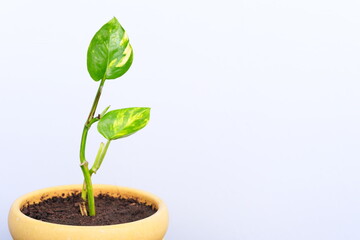Selective focus of golden pothos plant on a pot. Home and indoor living with copy space.