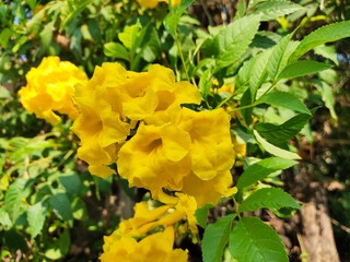 yellow flowers in the garden