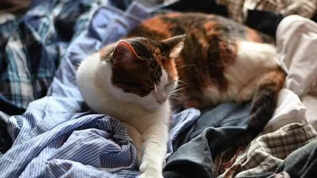 Slow motion video of a close-up of three-colored calico female cat face attentively looking around hiding 4