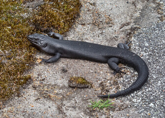 Close-up of a black King's Skink (Egernia kingii) on a pathway - Walpole, Western Australia
- about 55cm (22