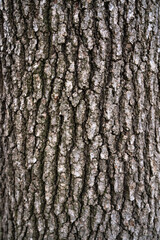 Wood tree background