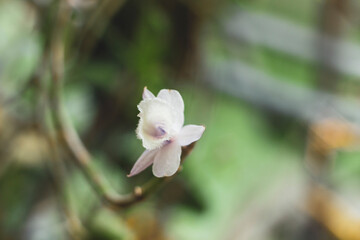 Orchids in the sunlight are white
These orchids look like queens in the sun
Close-up of flowers blooming outdoors, Cropped hand holding white orchid, Close-up of plant in vase,