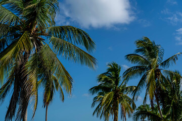Fototapeta na wymiar Caribbean Serenity: Azure Skies, Emerald Waters, and Palms Frame a Coastal Paradise