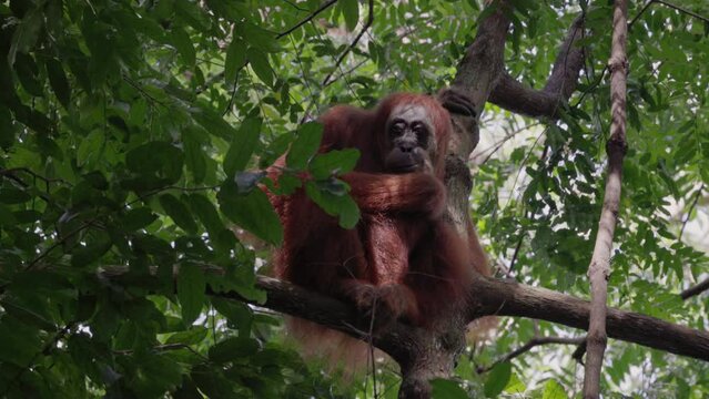 a low angle shot of a female orangutan in a rainforest tree of gunung leuser national park on sumatra, indonesia