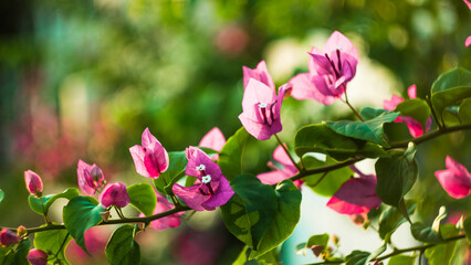 Close-up of pink bougainvillea glabra plant,Close-up of pink bougainvillea glabra blossoms,Close-up...
