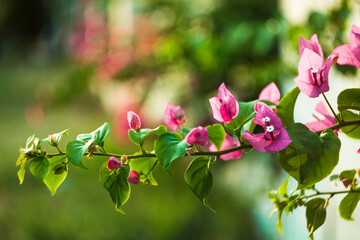 Close-up of pink bougainvillea glabra plant,Close-up of pink bougainvillea glabra blossoms,Close-up...