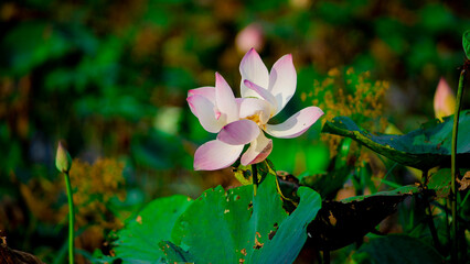 Close-up of lotus water lily growing in pond,Beautiful lotus in lake,High angle view of pink lotus...
