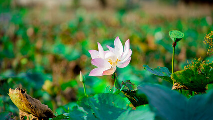 Close-up of lotus water lily growing in pond,Beautiful lotus in lake,High angle view of pink lotus...