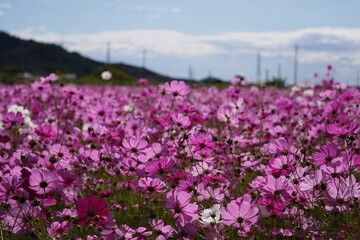 コスモスが彩る大地