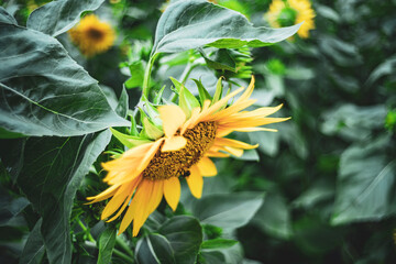 the whole garden has hundreds of sunflowers blooming simultaneously in the morning.
Sunflowers are...