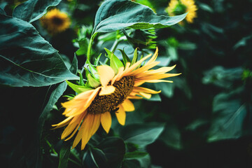 the whole garden has hundreds of sunflowers blooming simultaneously in the morning.
Sunflowers are...