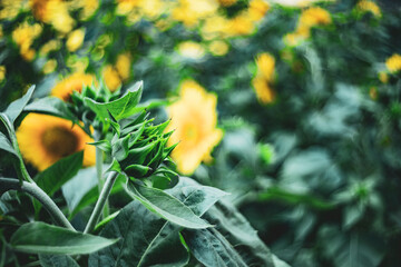 Close-up of sunflowers or Helianthus Annuus on land
Sunflower blooming in Phitsanulok...
