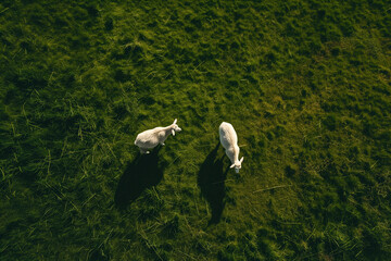 goat in the grass