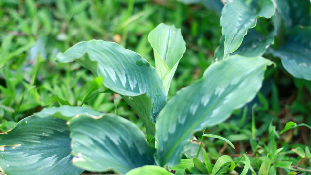 White turmeric plant growing in the garden.