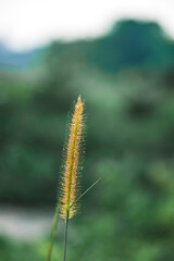 Chrysopogon aciculatus in vase on rattan tray, vintage decoration, an outside area with Chrysopogon aciculatus and Chrysopogon aciculatus on the side of 
