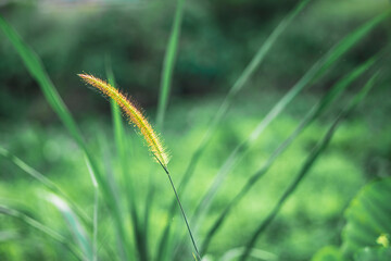 Chrysopogon aciculatus in vase on rattan tray, vintage decoration, an outside area with Chrysopogon aciculatus and Chrysopogon aciculatus on the side of 