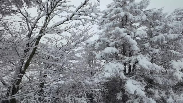 雪を被った木の周りを飛ぶ