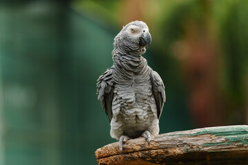 African grey parrot (Psittacus erithacus) on wood tree branch
