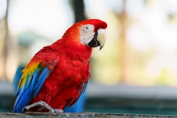 Foto auf Glas scarlet macaw (Ara macao), red parrot © geargodz