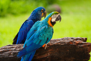 blue-and-yellow macaw (Ara ararauna) with hyacinth macaw (anodorhynchus hyacinthinus)