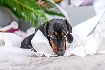 Little dachshund dog guiltily buried his nose in floor, remorse for toilet paper scattered around house, mess in apartment Naughty puppy, pet prank innocent look Puppy alone and unattended