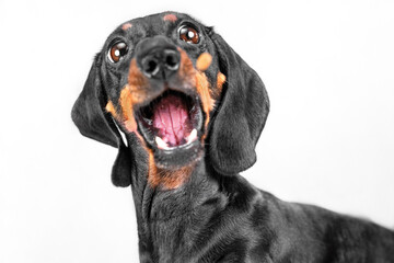 Portrait of dachshund dog with open mouth, bulging eyes screaming in fear, horror Emotional pet surprised by discounts sale Children hysteria, indignation of little monster, grouchy behavior of puppy