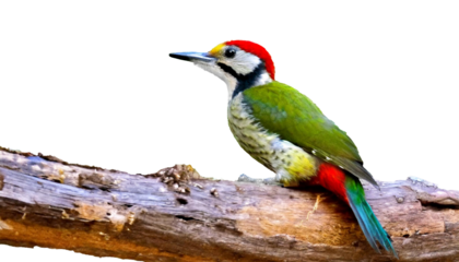 アオゲラ, キツツキ