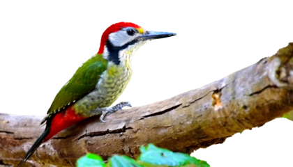 アオゲラ, キツツキ