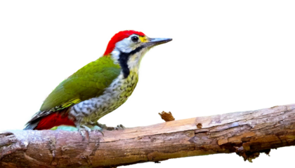 アオゲラ, キツツキ