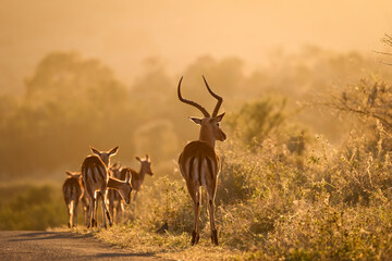 An Impala ram stands guard as his herd of females and young ones crosses the road in the early morning mist in Hluhluwe Imfolozi National Park in South Africa.