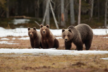 Brown bear family.