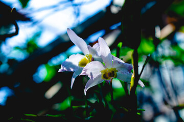 These orchids look like queens in the sun
Close-up of flowers blooming outdoors, Cropped hand...