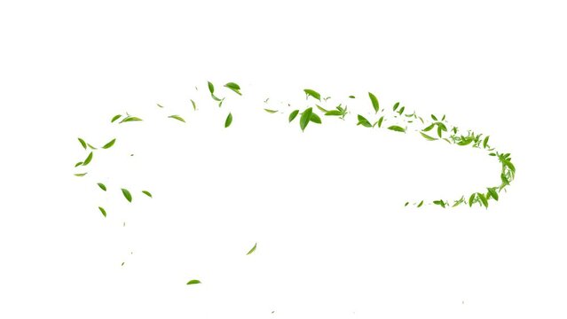 Quality footage of green tea in flying on transparent background. Animaion particle leaves alpha channel