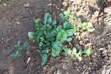 ルッコラの栽培