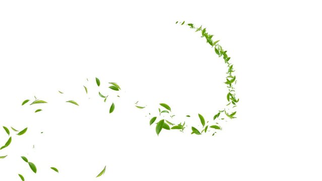Flying particle leaves with transparent background. High quality footage of green tea in amazing animation