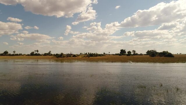 Impala antelopes, Aepyceros melampus, aerial view, Okawango Delta, Botswana, Africa