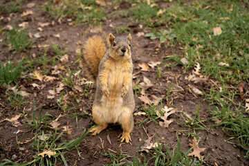 Feeding furry friend