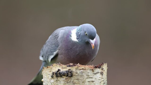 Common wood pigeon (Columba palumbus), Germany, Europe